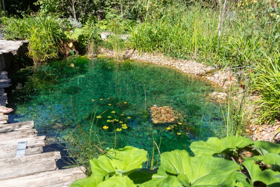 Quels sont les avantages d’une mare naturelle sans pompe dans mon jardin ?